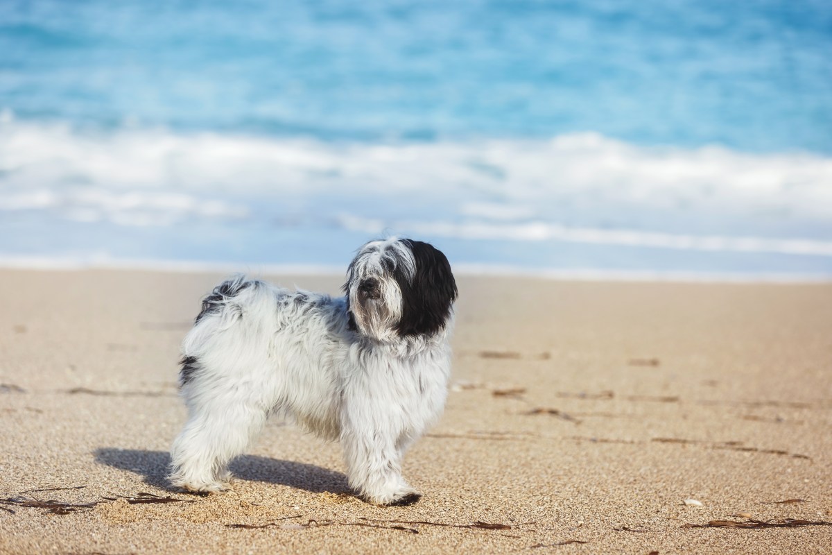 Tibet Terrier