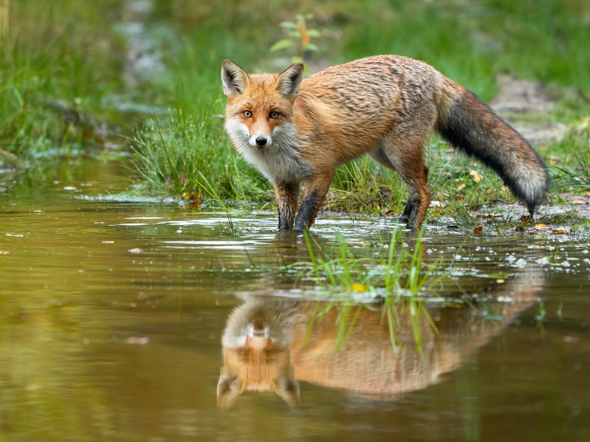 Tiere Hochwasser Fuchs am Fluss
