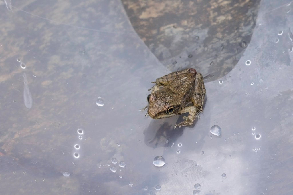 Tiere im Winter schützen sich vor Kälte