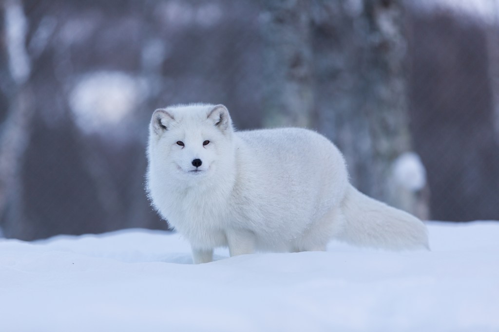 Wie sich Tiere im Winter vor Kälte schützen