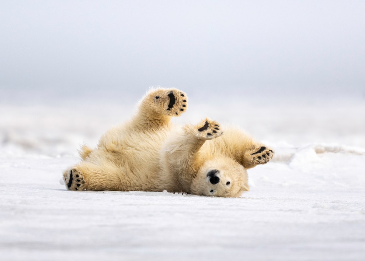 Tiere im Winter vor Kälte schützen Eisbär liegt im Schnee