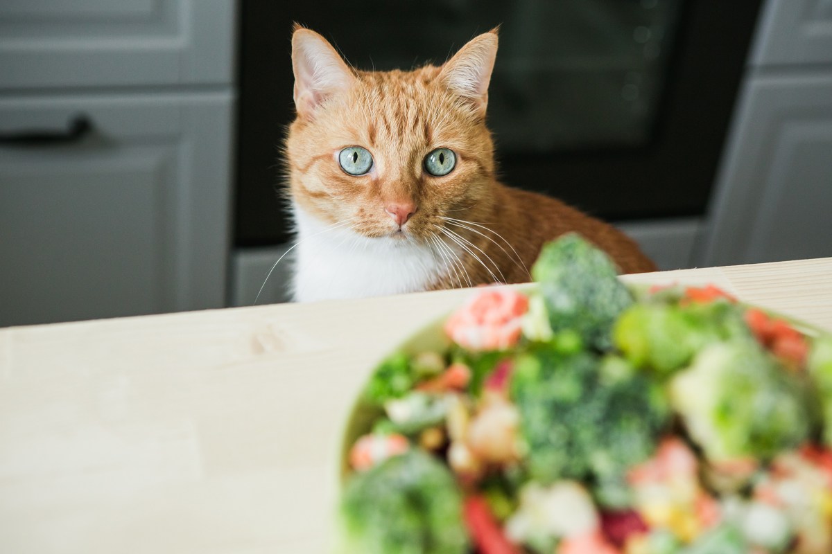 Veganes Katzenfutter steht auf dem Tisch mit Katze