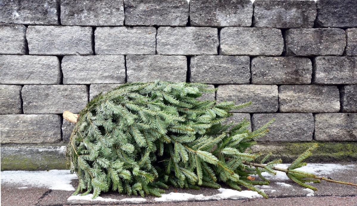 Ein alter Weihnachtsbaum liegt auf der Straße.