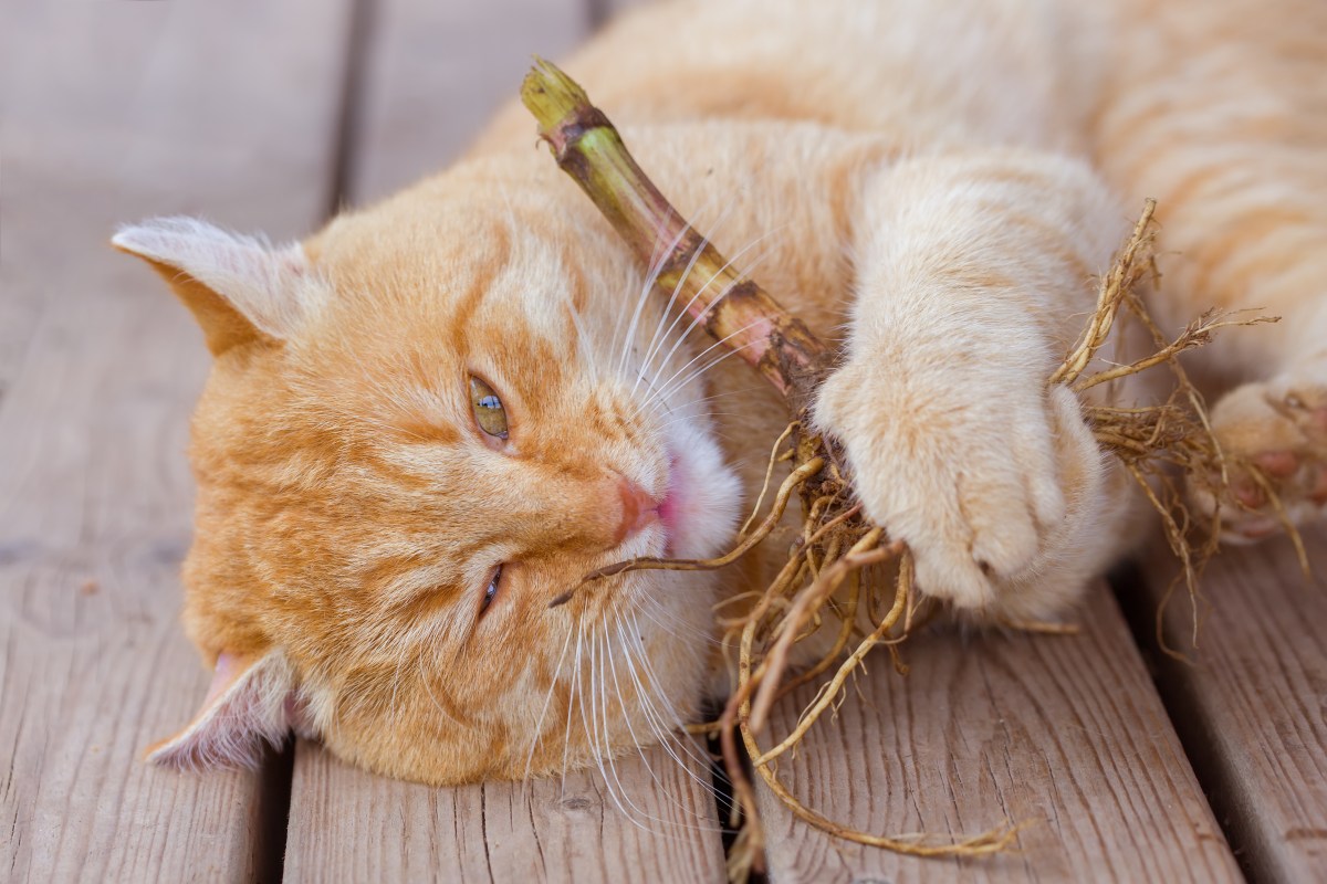 Baldrian Wurzel für Katze zum Spielen