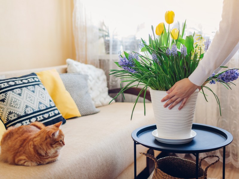 Blumen im Wohnzimmer