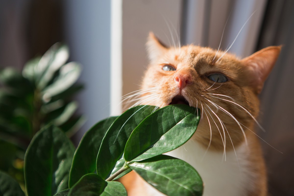 Giftige Pflanze für Katzen Katze kaut an Blatt