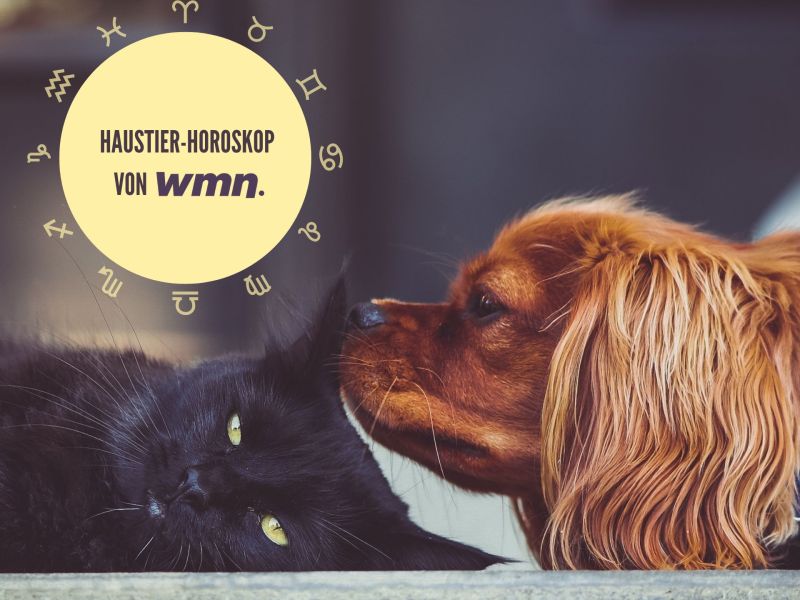 Haustier-Horoskop Hund riecht an Katze