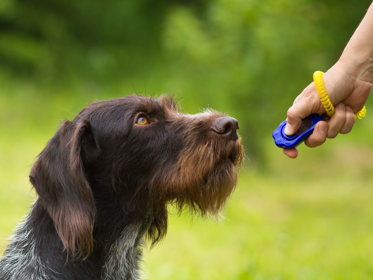 Clickertraining für Hunde: So effektiv ist es wirklich