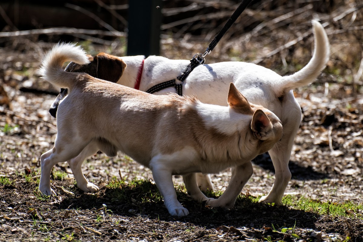 Hund schnüffelt am Po