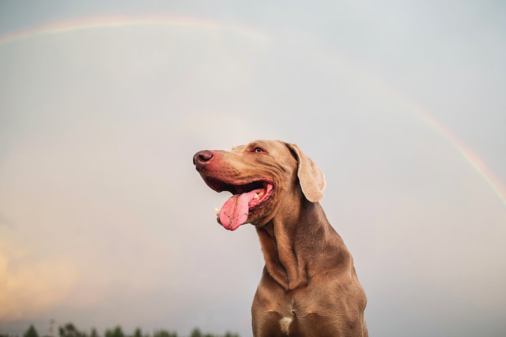 Hund mit Regenbogen