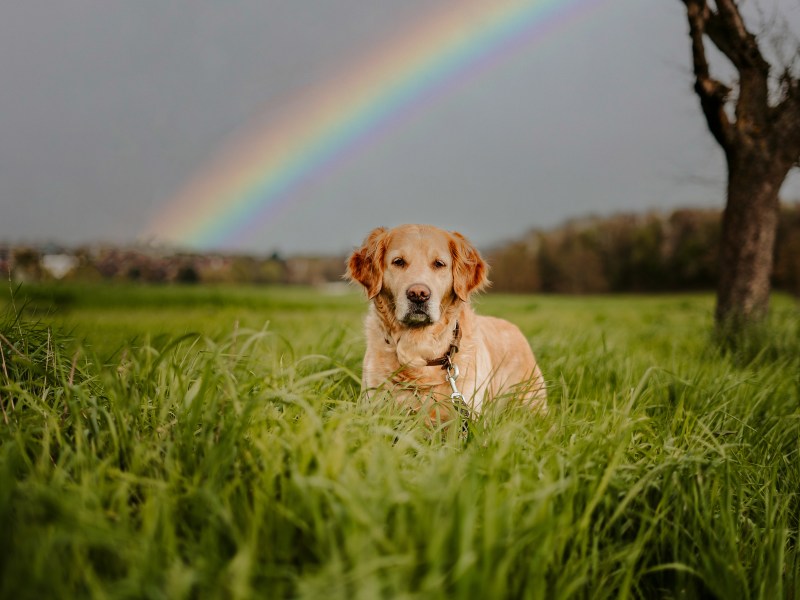 Hund Regenbogen