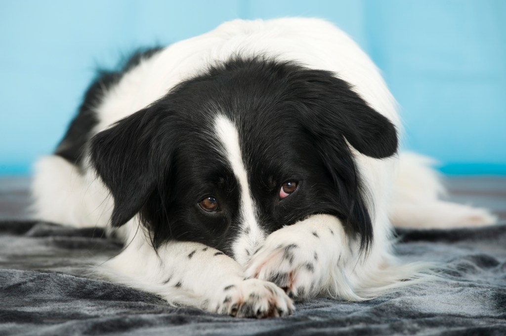 Hund schämt sich