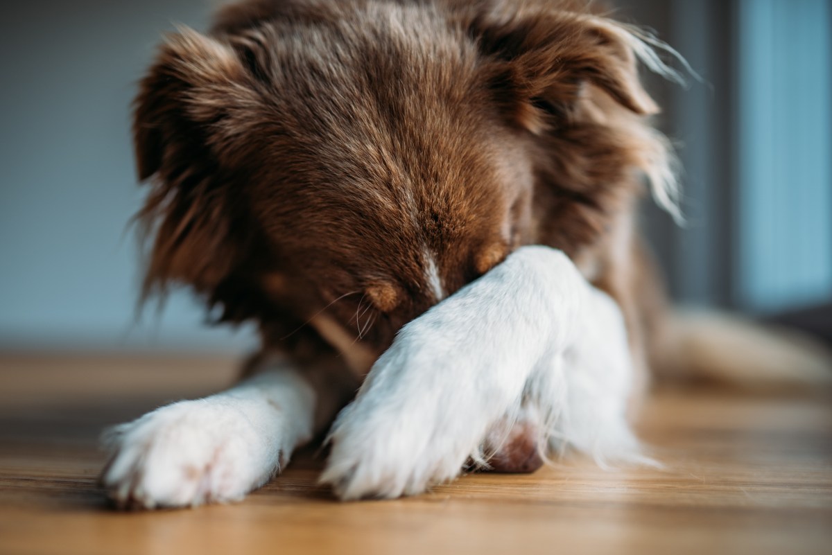 Hund schämt sich