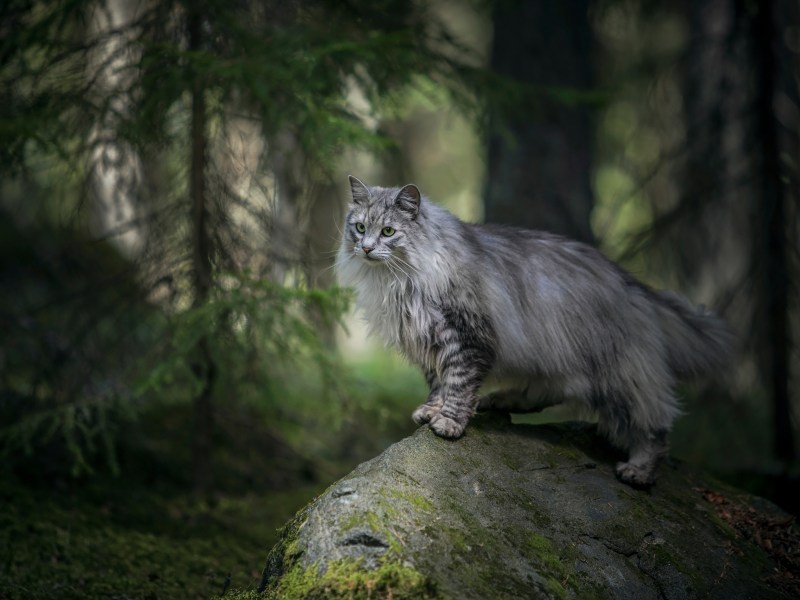 Katze beerdigen im Wald Norwegische Waldkatze