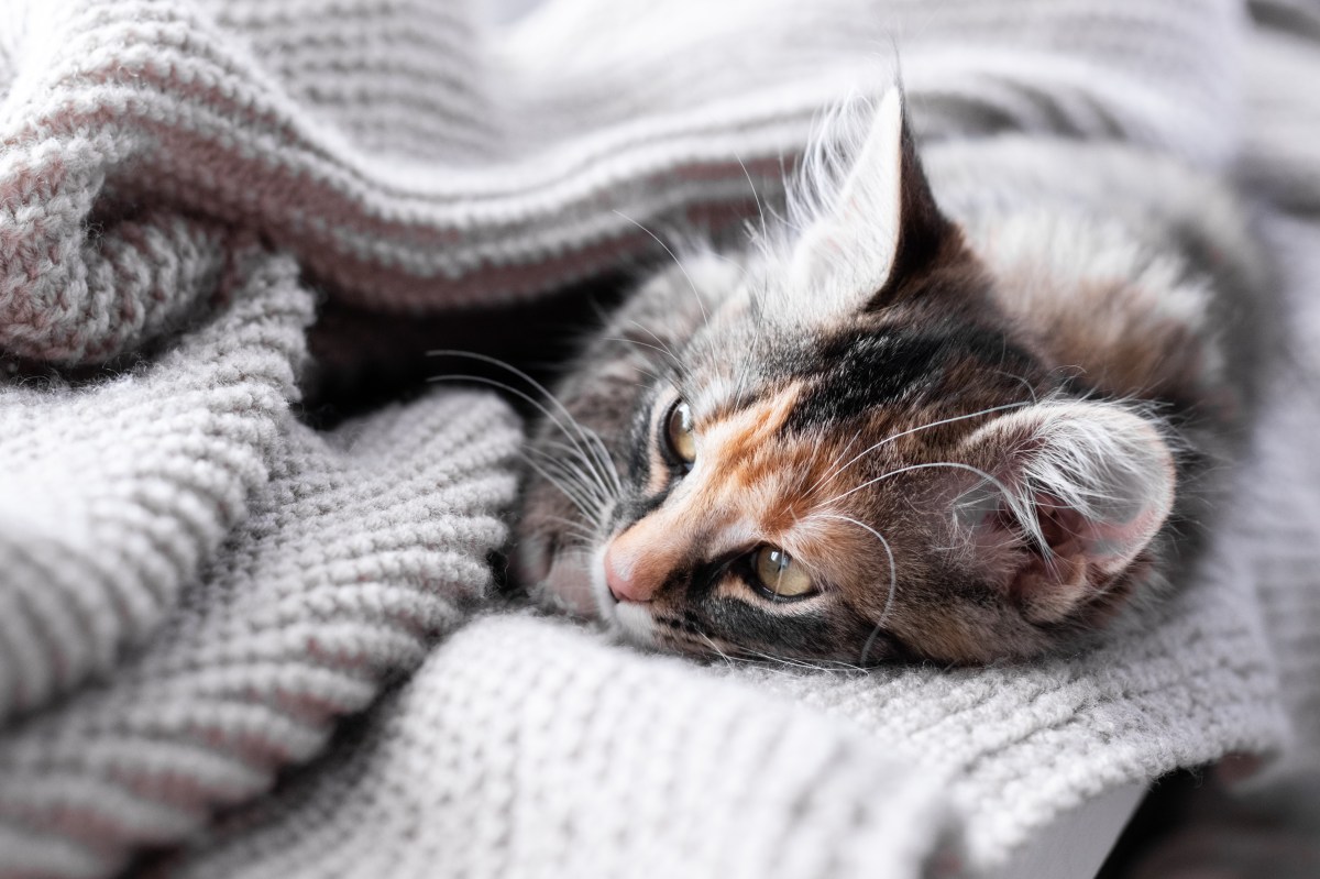 Katze beerdigen in Decke einpacken