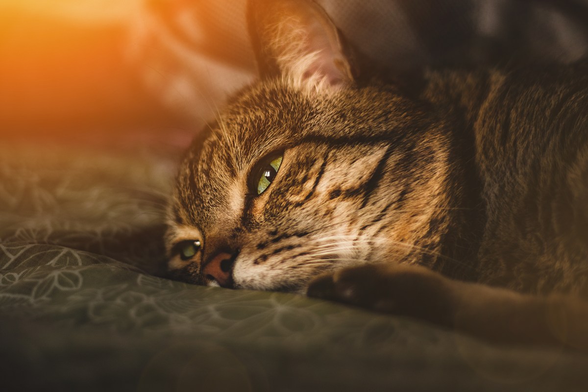 Katze einäschern mit traurigem Blick