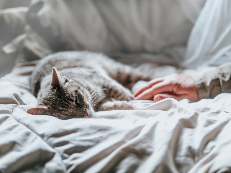 Katze einschläfern lassen Kosten Zuhause auf der Decke