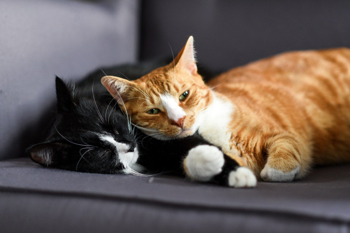 Katzen kuscheln miteinander verabschieden sich