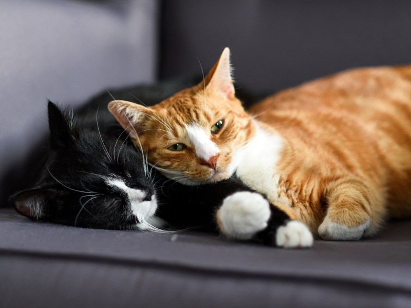 Katzen kuscheln miteinander verabschieden sich
