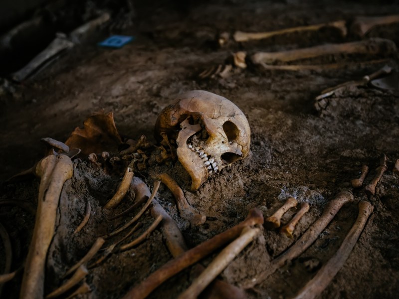 Menschen mit Tieren beerdigen lassen Skelett Fund