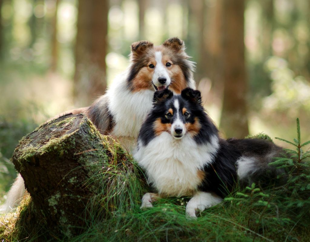 Shetland Sheepdog