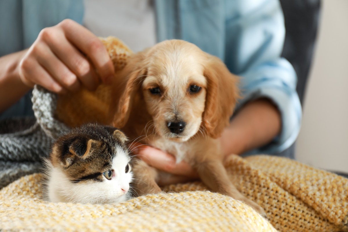 Tiere im Nachlass Hund und Katze in einer Decke