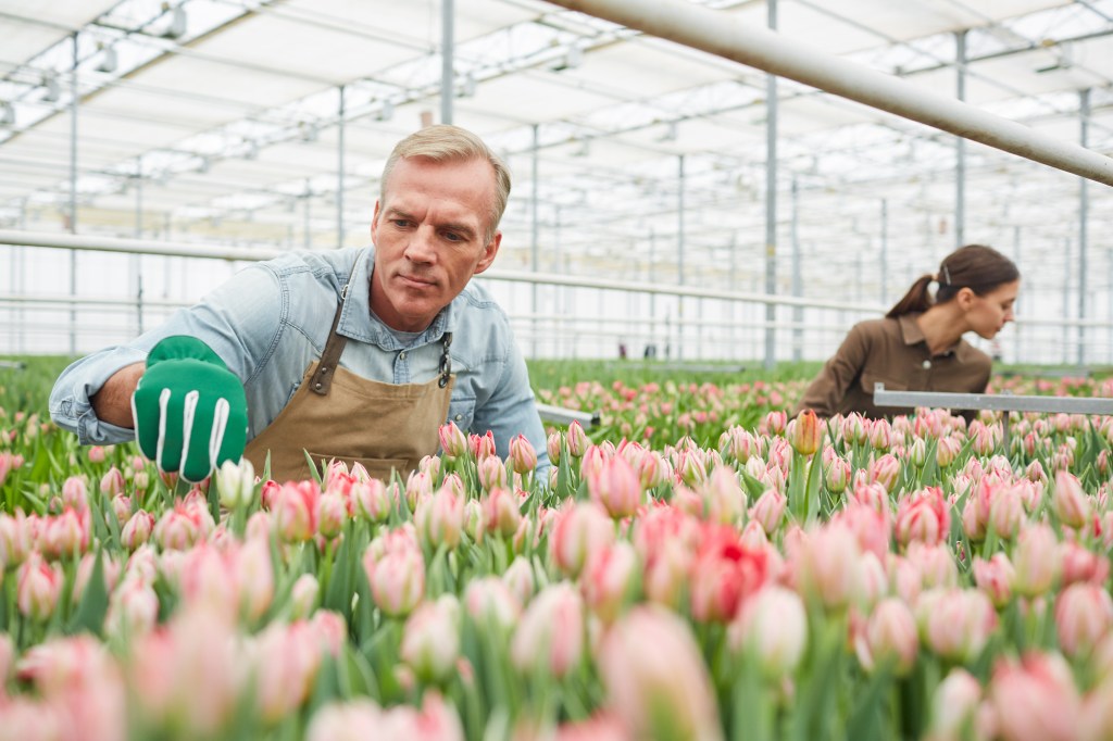 Tulpen im Treibhaus