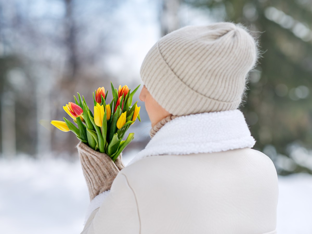 Schnittblumen im Winter: Wie nachhaltig sind die Blumen fürs Wohnzimmer zu dieser Jahreszeit?