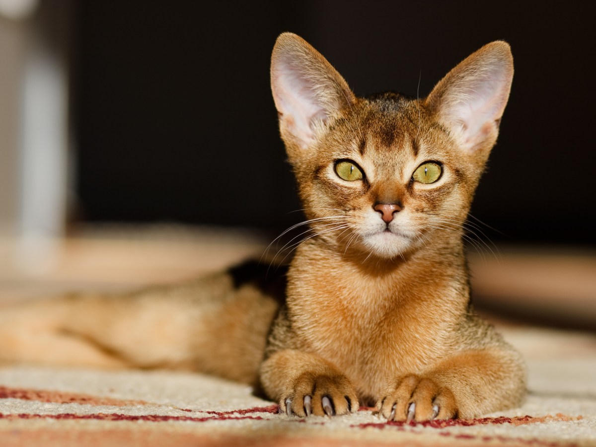 Abessinier-Katze im Rasseportrait: Ein lebensfroher Gefährte für’s Herz