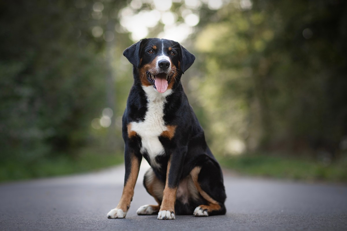 Appenzeller Sennenhund