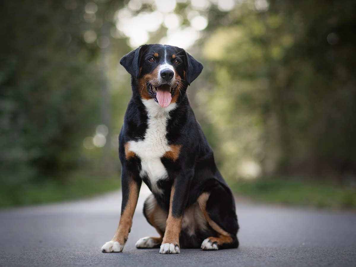 Appenzeller Sennenhund: Charakter, Erziehung & Pflege-Tipps