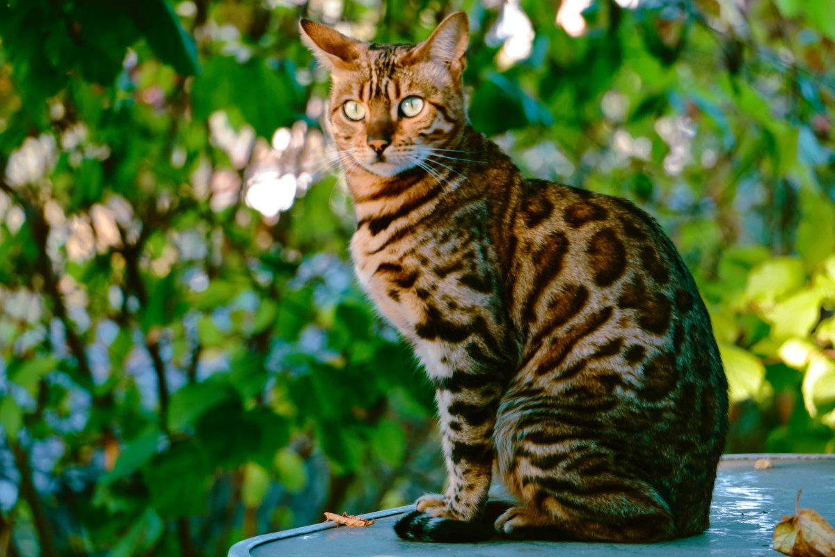 Bengalkatze sitzt auf einem Baum