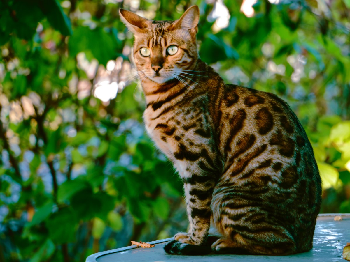 Bengalkatze: Sind die Exoten wirklich als Hauskatzen geeignet?