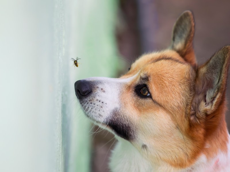 Biene und Hund