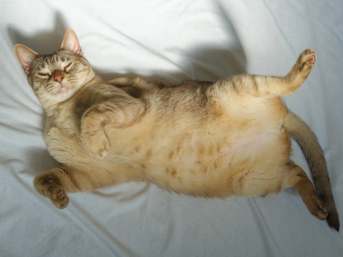 Blähungen bei Katzen: Was tun gegen zu viel Luft im Bauch?