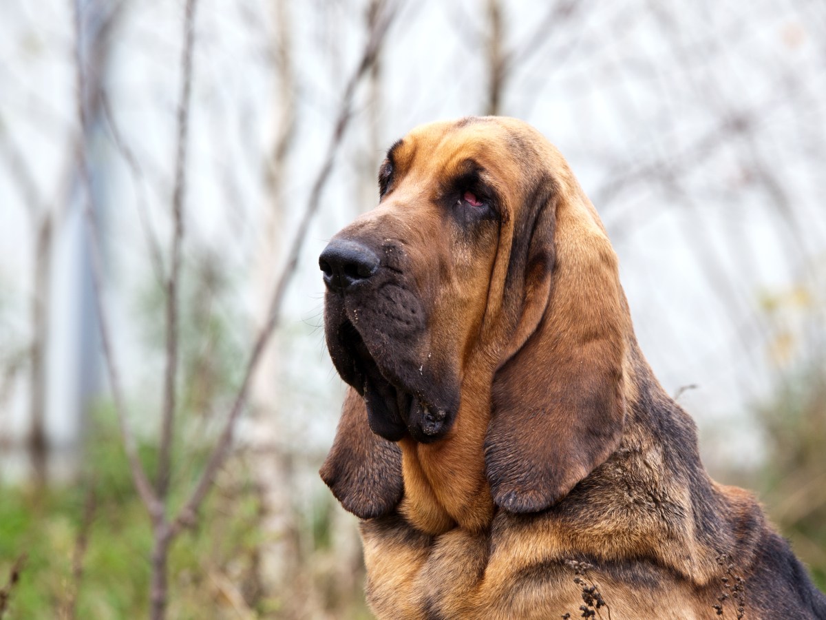 Bloodhound: Der ultimative Guide zur Hunderasse mit Spürnase