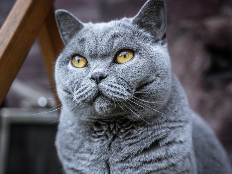 Britisch Kurzhaar Katze im Portrait
