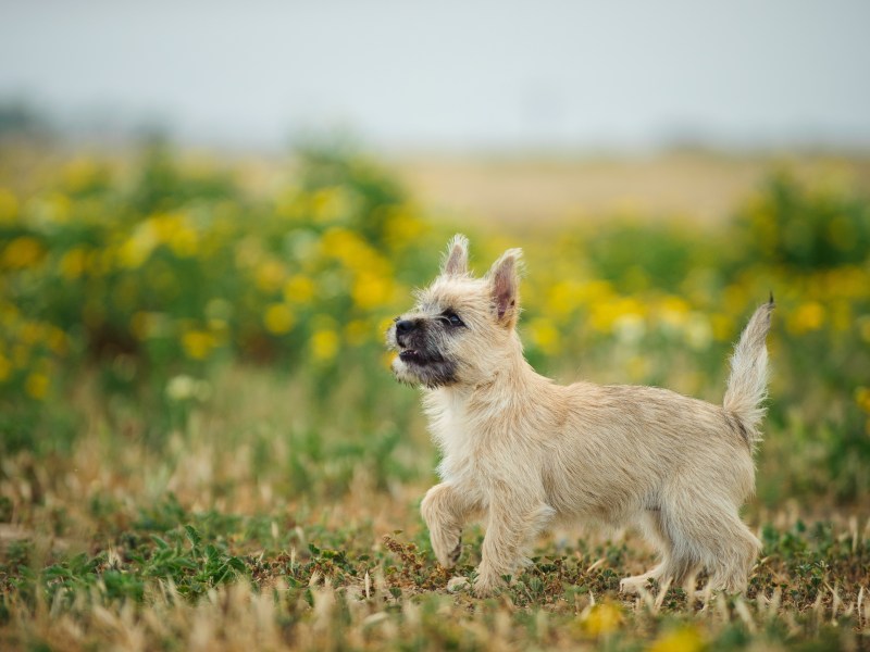 Cairn Terrier