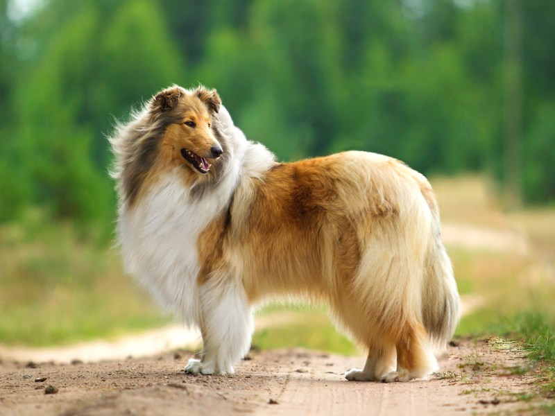 Collie