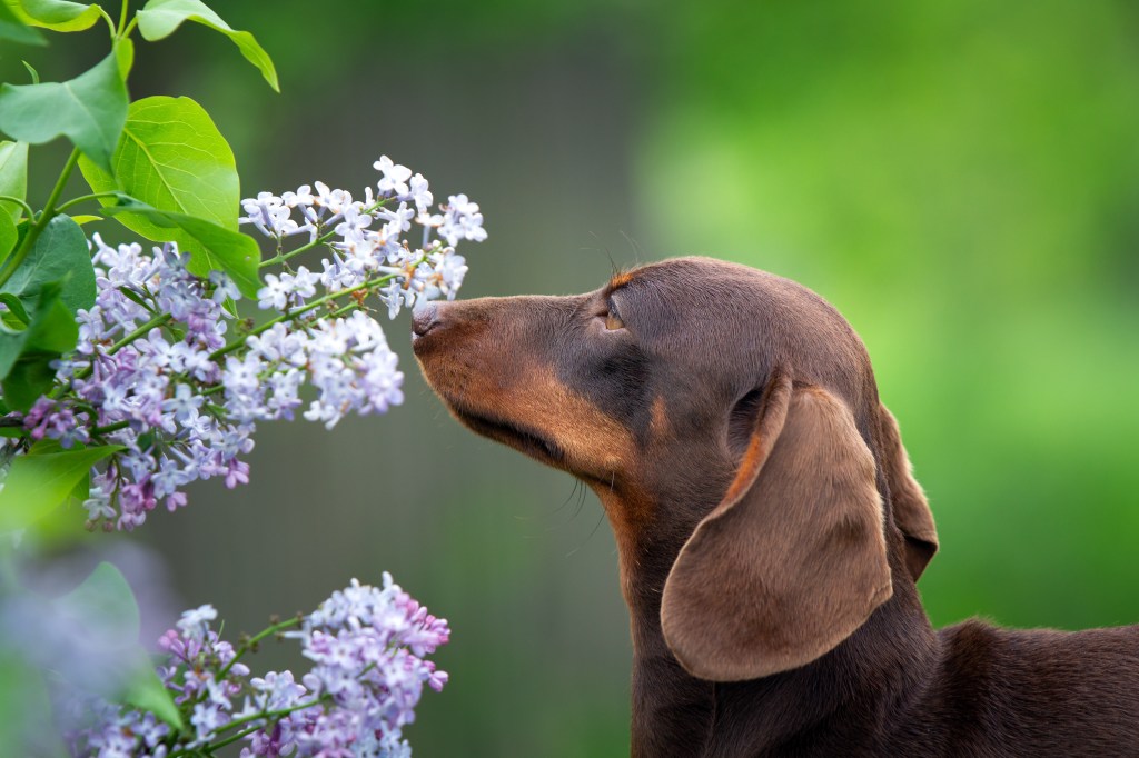 Dackel riecht an Blumen