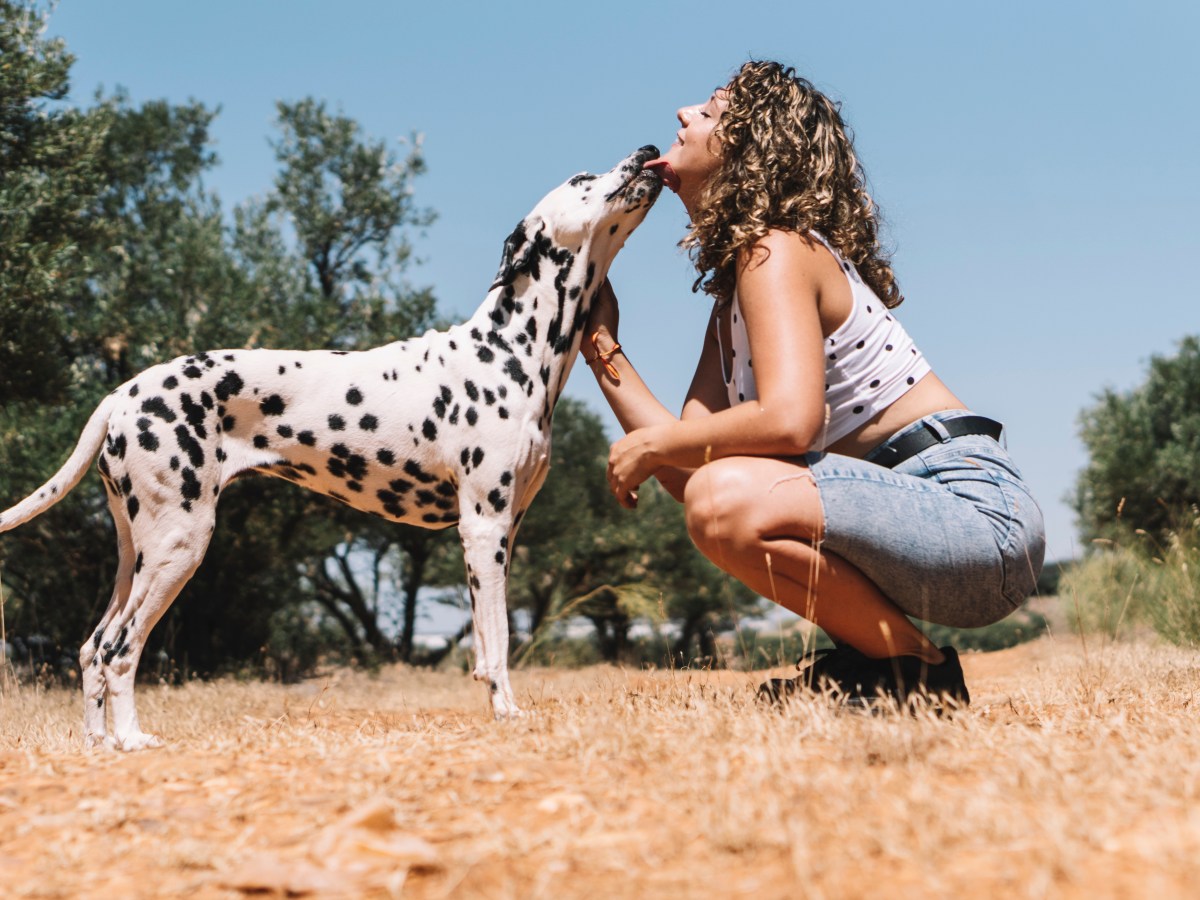 Dalmatiner: Der perfekte Familienhund? Alles über Charakter, Pflege und Gesundheit
