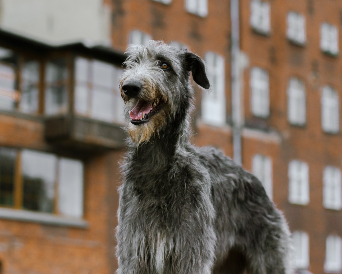 Deerhound