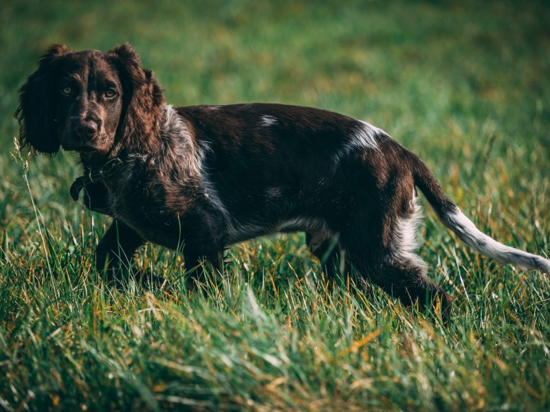 Deutscher Wachtelhund