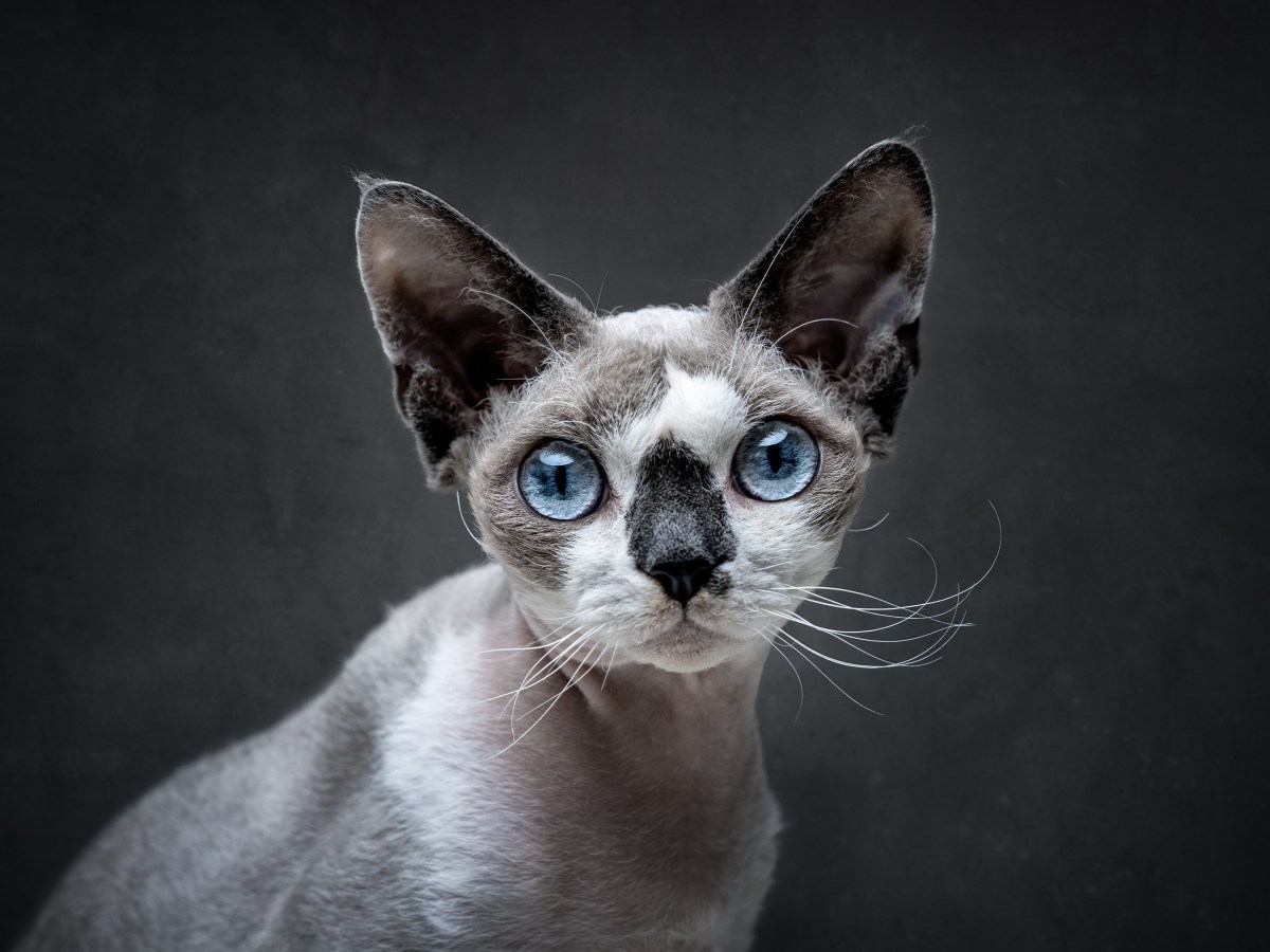 Devon Rex: Entdecke die charmante Katzenrasse mit elfenhaftem Look!