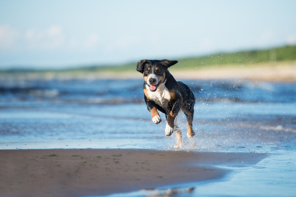 Entlebucher Sennenhund