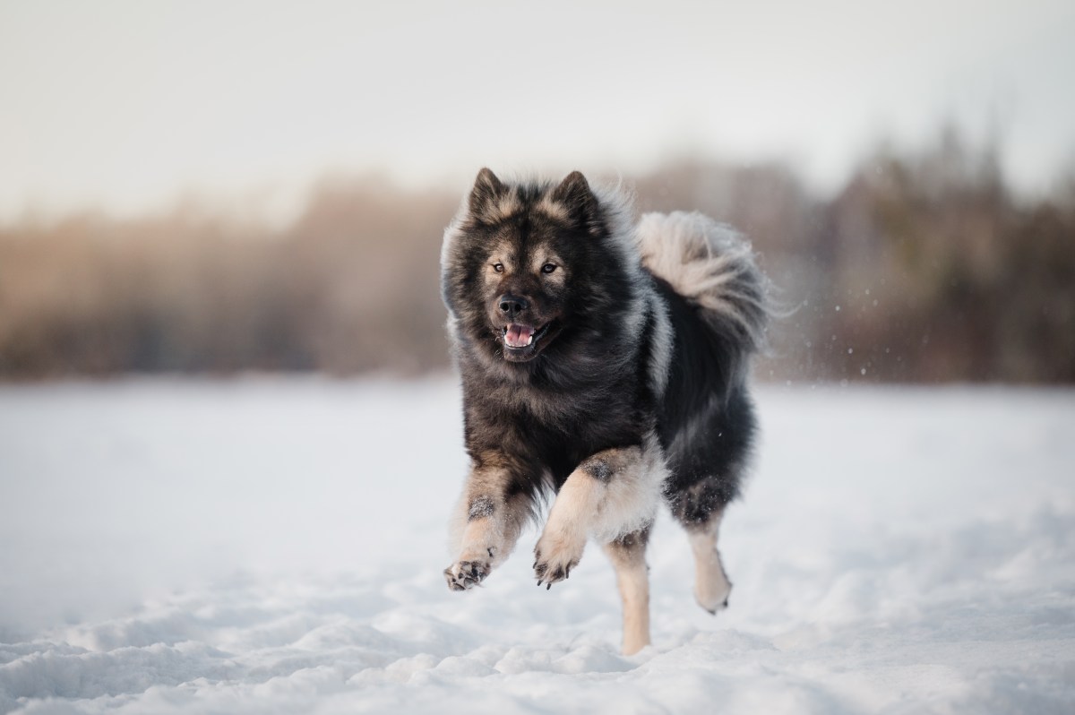 Eurasier