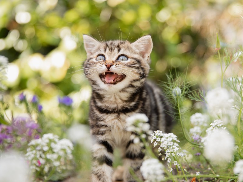 Giftige Gartenpflanzen Katze sitzt im Blumenbeet