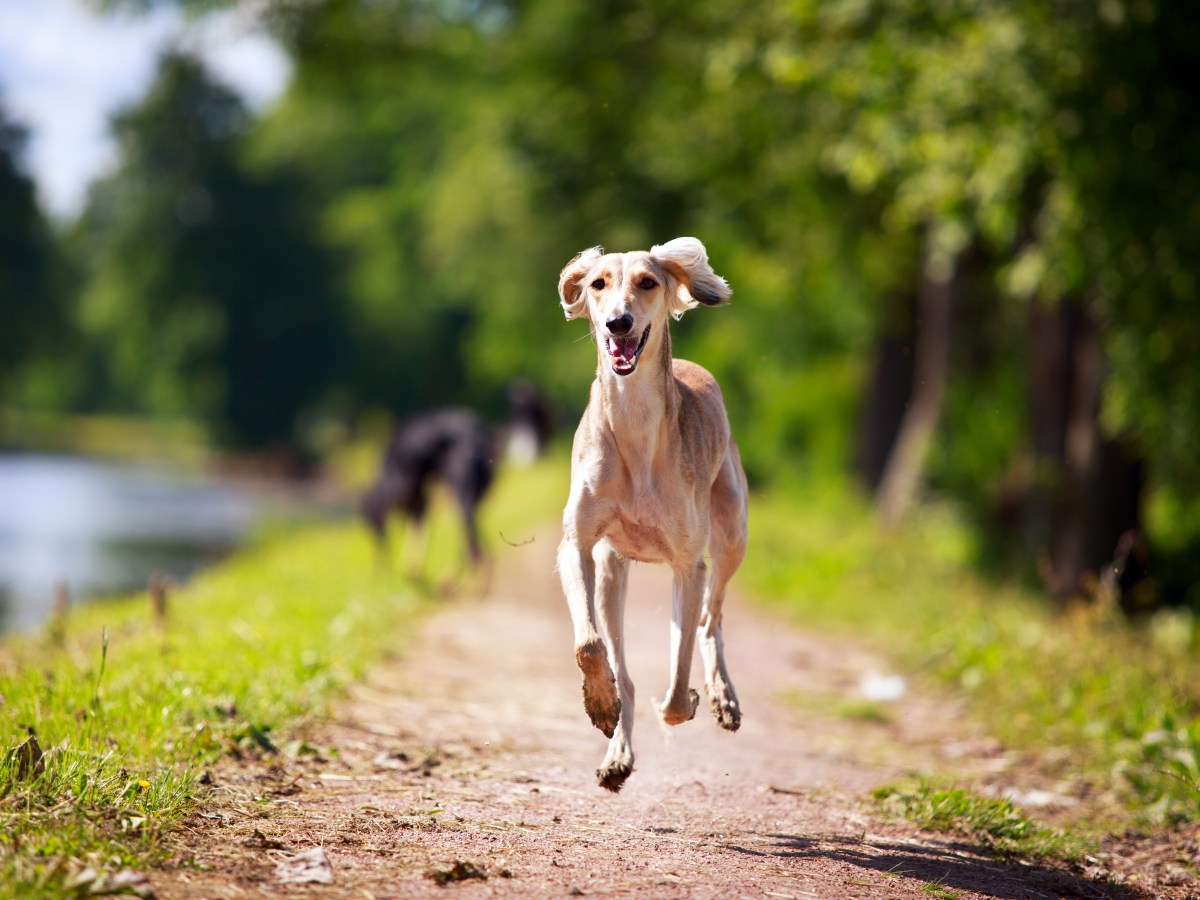 Greyhound: Charakter, Pflege und Eignung als Familienhund
