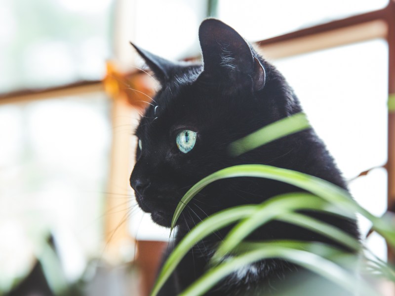 Katze sitzt neben Grünlilie