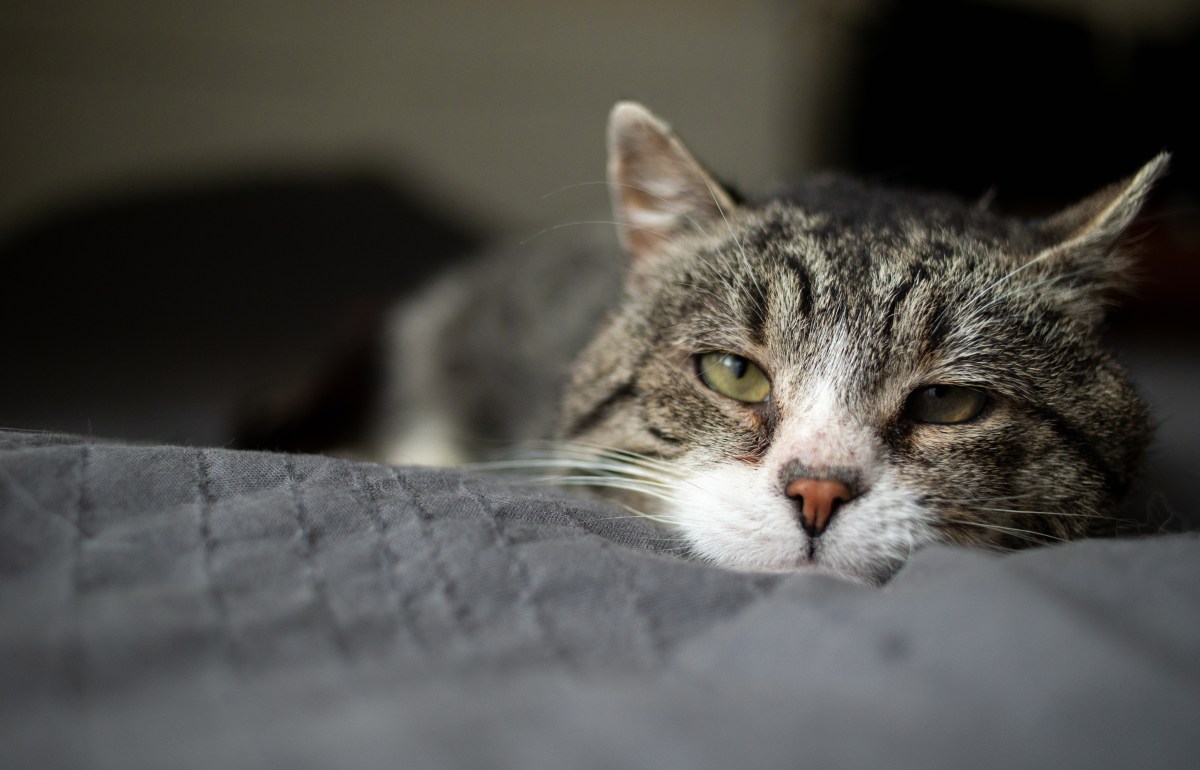 Häufigste Todesursache Katze liegt auf Bett